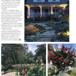 Finesse Landscape Design - Vibrant Red Crape Myrtle tree