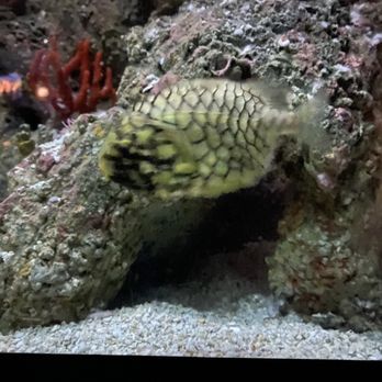 National Aquarium - Aquariums Near Me - Baltimore, Maryland National Aquarium - Aquariums Near Me - Baltimore, Maryland
