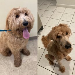 This was a minute before his hair cut, and after we brought him home. This was a minute before his hair cut, and after we brought him home.