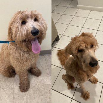 Petco - This was a minute before his hair cut, and after we brought him home. - Pet Groomers Near Me - Lake Worth, Florida Petco - This was a minute before his hair cut, and after we brought him home. - Pet Groomers Near Me - Lake Worth, Florida
