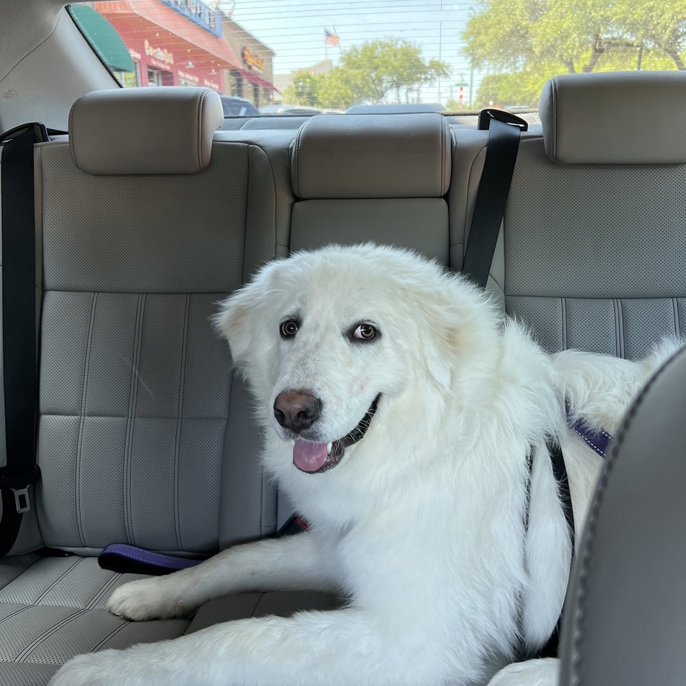 Hello Dumpling - Happy Puppy! - Noodles Near Me - Dallas, Texas Hello Dumpling - Happy Puppy! - Noodles Near Me - Dallas, Texas