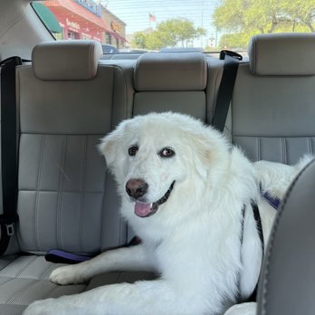 Hello Dumpling - Happy Puppy! - Noodles Near Me - Dallas, Texas