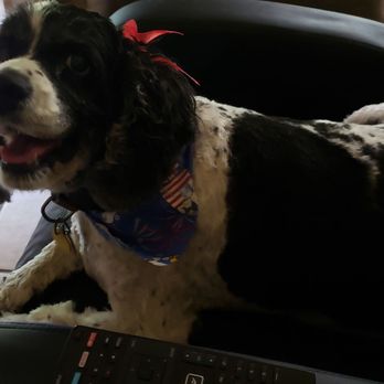 loving hands grooming