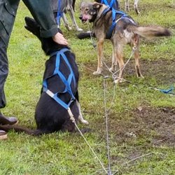 Just Short of Magic Sled Dog Tours - Getting ready to run.