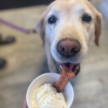 Scoops On Main - a dog eating ice cream - Ice Cream & Frozen Yogurt Near Me - East Greenwich, Rhode Island Scoops On Main - a dog eating ice cream - Ice Cream & Frozen Yogurt Near Me - East Greenwich, Rhode Island