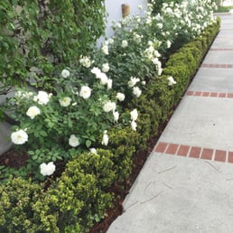Great quality of plants and delivery service Great quality of plants and delivery service