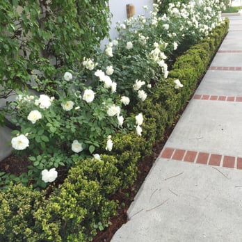 El Rancho Growers Nursery - Great quality of plants and delivery service - Nurseries & Gardening Near Me - Rosemead, California El Rancho Growers Nursery - Great quality of plants and delivery service - Nurseries & Gardening Near Me - Rosemead, California