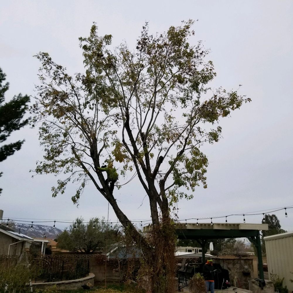 Expert Tree Service - After - Tree Services Near Me - Palmdale, California Expert Tree Service - After - Tree Services Near Me - Palmdale, California