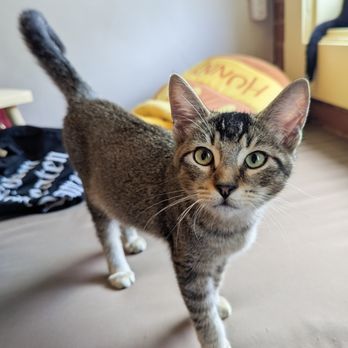 Nabi Cat Cafe - Kitten named Kevin. - Themed Cafes Near Me - Santa Clara, California Nabi Cat Cafe - Kitten named Kevin. - Themed Cafes Near Me - Santa Clara, California