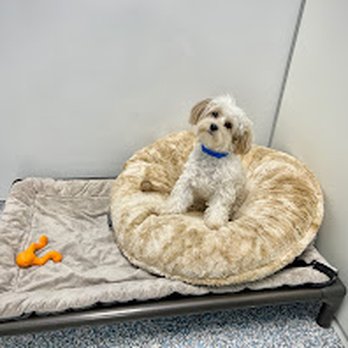 Meadowlake Pet Resort - Pet Groomers Near Me - Houston, Texas Meadowlake Pet Resort - Pet Groomers Near Me - Houston, Texas
