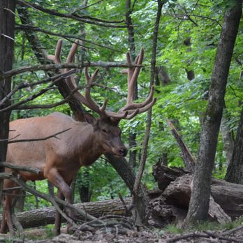 Record Breaking Ranch - Wildlife Hunting Ranges Near Me - Fulton, Missouri Record Breaking Ranch - Wildlife Hunting Ranges Near Me - Fulton, Missouri