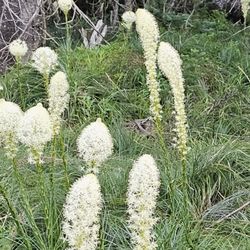 Big Lake Campground - Bear grass, used by native peoples for generations for baskets, grows throughout the campground.