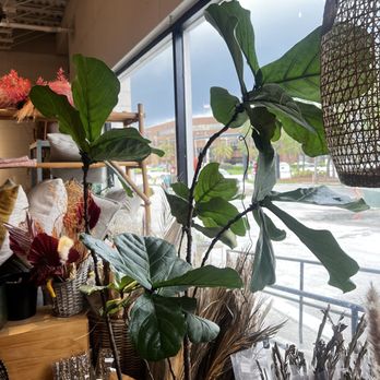 Black Phin - Coffee & Tea Near Me - Winter Park, Florida Black Phin - Coffee & Tea Near Me - Winter Park, Florida
