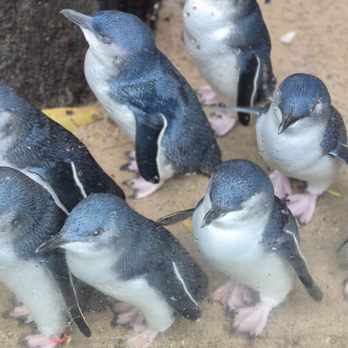 Featherdale Wildlife Park - Parks Near Me - Doonside, NSW