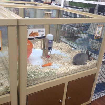 rabbit pet supermarket