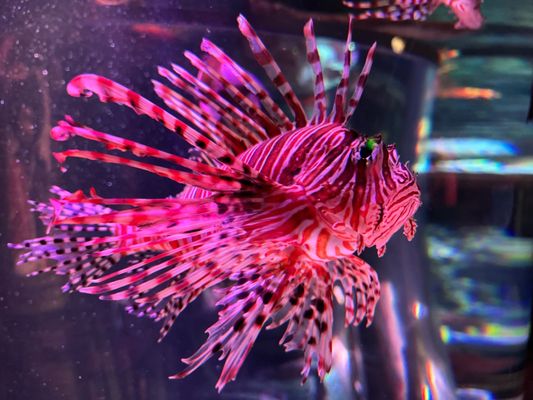 SEA LIFE San Antonio by null