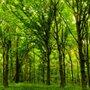Photo of Legacy Treecare