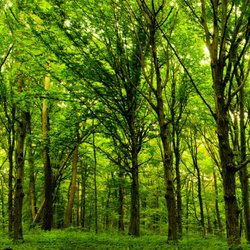 Legacy Treecare - Tree Care Services in Osseso, MN