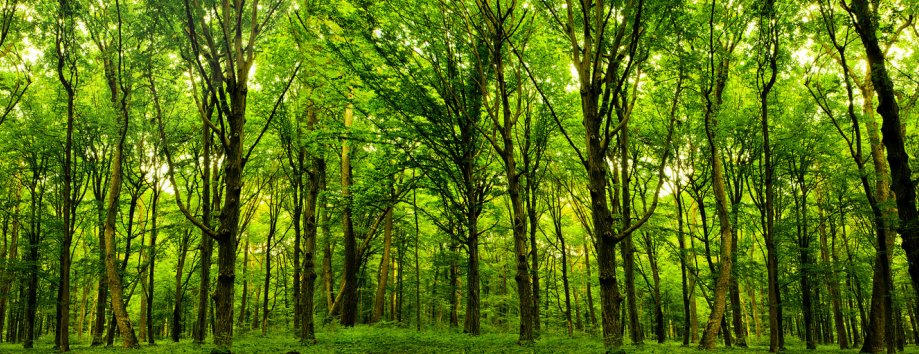 Legacy Treecare - tree service in Maple Grove, MN