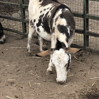 Seein' Spots Farm - Animal Shelters Near Me - Solvang, California Seein' Spots Farm - Animal Shelters Near Me - Solvang, California