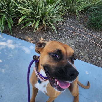 Sky's the Limit Pet Service - Dog Walkers Near Me Sky's the Limit Pet Service - Dog Walkers Near Me