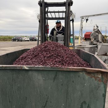 Inniskillin - This gentleman showed us the crushed Pinot noir skins. - Wineries Near Me - Niagara-on-the-Lake, Ontario Inniskillin - This gentleman showed us the crushed Pinot noir skins. - Wineries Near Me - Niagara-on-the-Lake, Ontario