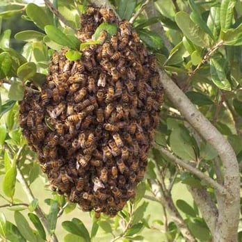 Guerilla Beekeepers - Let Us Save Your Bees! - Pest Control Near Me - Santa Ana, California Guerilla Beekeepers - Let Us Save Your Bees! - Pest Control Near Me - Santa Ana, California