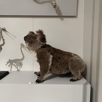Australian Museum - 11/1/23 FYI - Museums Near Me - Sydney, NSW Australian Museum - 11/1/23 FYI - Museums Near Me - Sydney, NSW