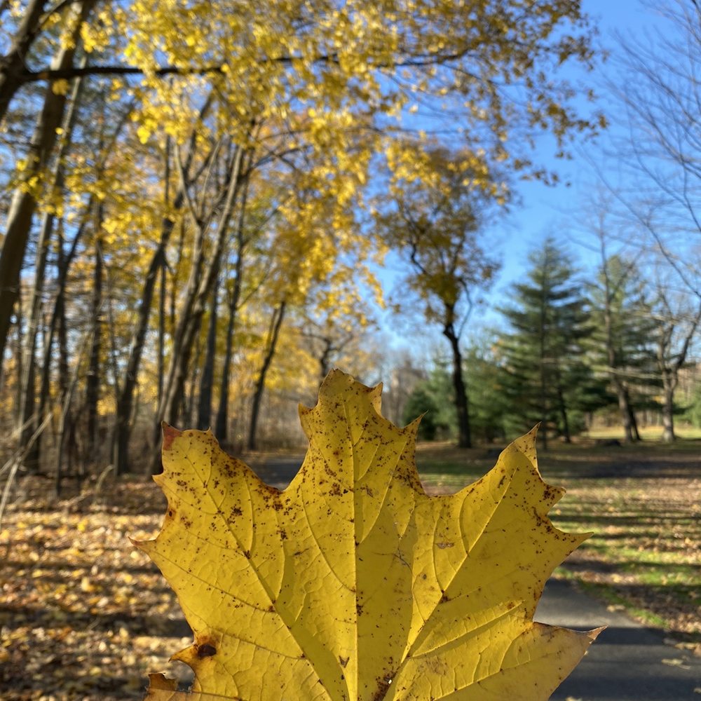 Van Cortlandt Park  - end of fall - Parks Near Me - Bronx, New York