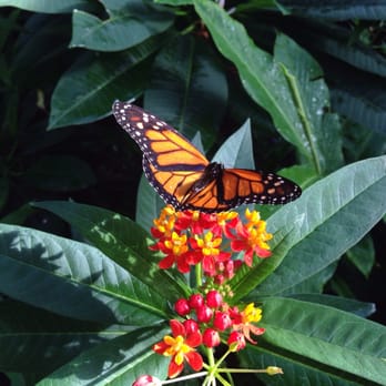 Butterfly Pavilion - A treat to the senses! - Museums Near Me - Westminster, Colorado Butterfly Pavilion - A treat to the senses! - Museums Near Me - Westminster, Colorado