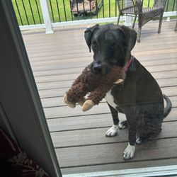 Bolton Veterinary Hospital - Gus