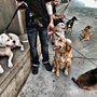 Photo of City Dog Pack