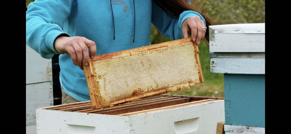 Gray Fox Farm - beekeeping in Chimacum, WA