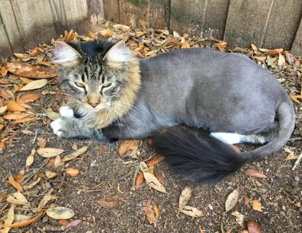 HOUSECALL CAT GROOMING BY ESME Updated August 2024 19 Photos & 10