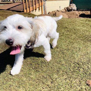 Kama'aina K9 Adventures - Pet Sitting Near Me - Waipahu, Hawaii