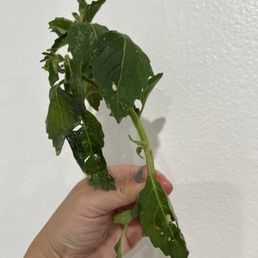 Spring Mix Salad