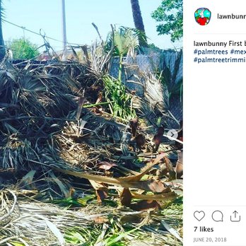 Lawn Bunny - a pile of grass and palm trees - Landscaping Near Me Lawn Bunny - a pile of grass and palm trees - Landscaping Near Me