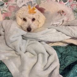 Pink Poodle Bathing & Grooming