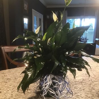 The Greenery - Care above and beyond - Nurseries & Gardening Near Me - Brownsboro, Alabama