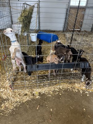 Prairie Fruits Farm and Creamery by null