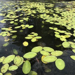 Rutland State Park - Water lilies on Long Pond
