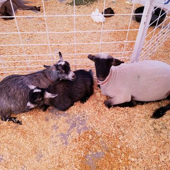 Expo New Mexico - Love the babies - Venues & Event Spaces Near Me - Albuquerque, New Mexico