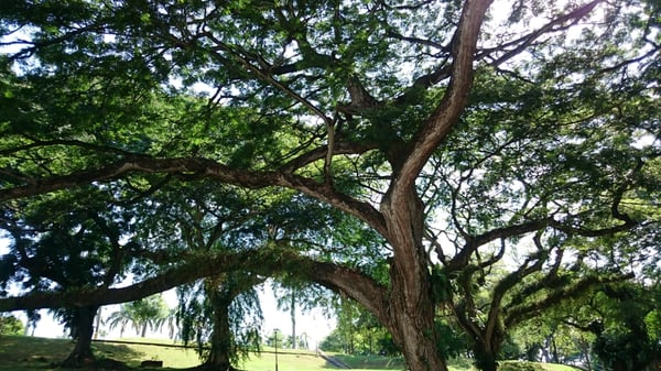 Mount Emily Park by null