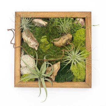 Fun With Plants - Zen Box - Team Building Activities Near Me