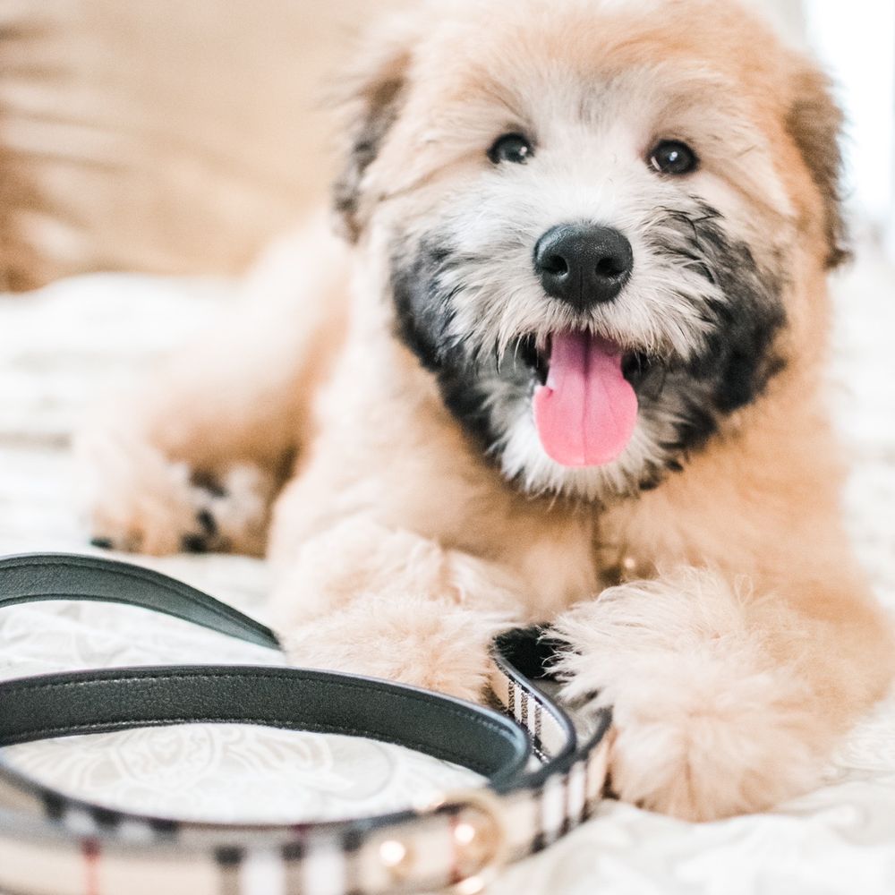 Petco - Pet Training Near Me - Coppell, Texas Petco - Pet Training Near Me - Coppell, Texas