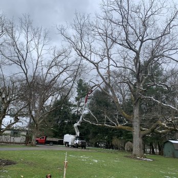Great Lakes Tree Services - 100 plus year old oak tree pruning ! - Tree Services Near Me - Sinclairville, New York Great Lakes Tree Services - 100 plus year old oak tree pruning ! - Tree Services Near Me - Sinclairville, New York
