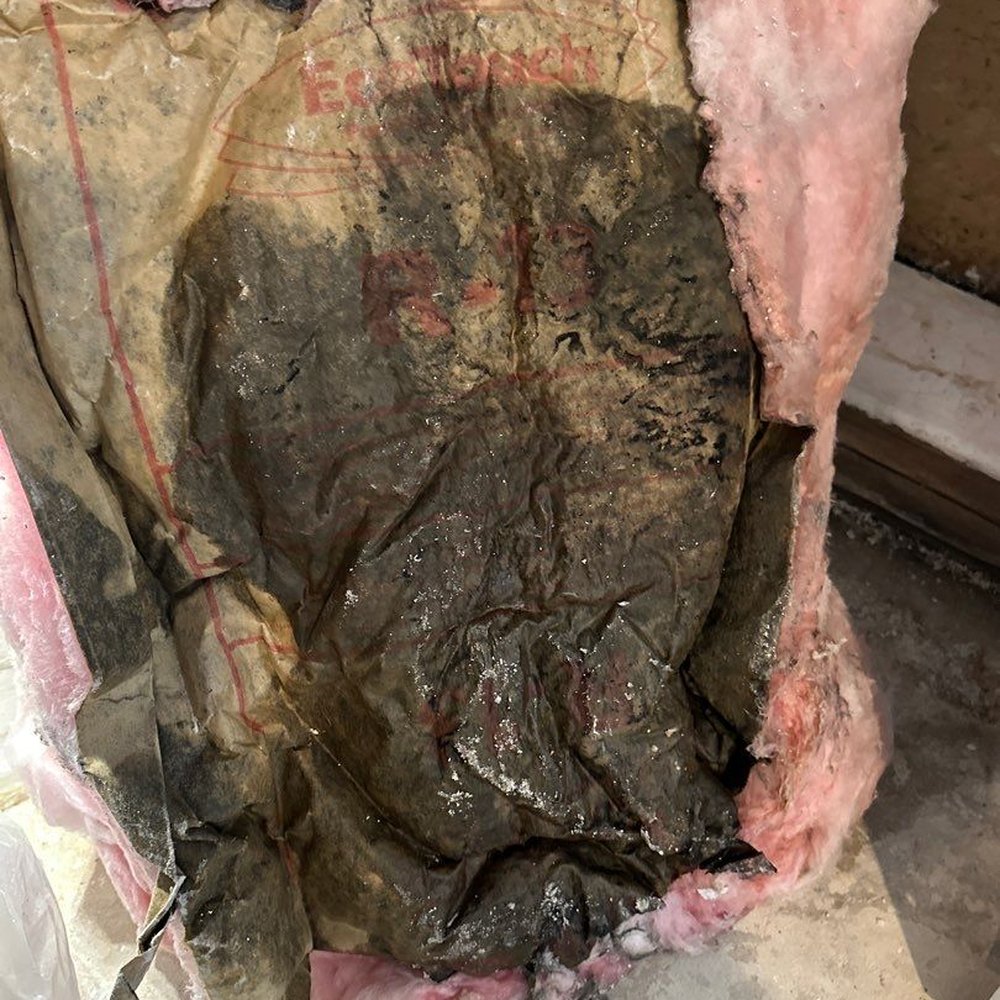 ARS Rescue Rooter - SOAKED insulation and mold growing on it. - Plumbing Near Me - Manassas, Virginia ARS Rescue Rooter - SOAKED insulation and mold growing on it. - Plumbing Near Me - Manassas, Virginia