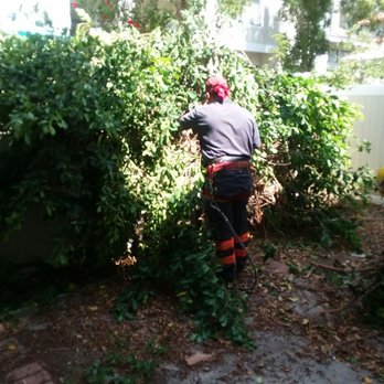 Torres Tree Service - Tree Services Near Me Torres Tree Service - Tree Services Near Me