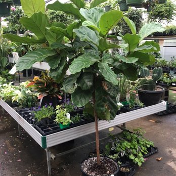 Platt Hill Nursery - My dream plant. But can't risk killing a $200 tree. - Nurseries & Gardening Near Me - Bloomingdale, Illinois