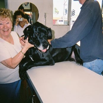 Diamond Laundry & Cleaners - Othello gave Mary an extra-special greeting on this visit! - Dry Cleaning Near Me - San Jose, California Diamond Laundry & Cleaners - Othello gave Mary an extra-special greeting on this visit! - Dry Cleaning Near Me - San Jose, California